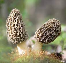 Morel Mushroom Vegetable Seeds for Planting, heirloom & Non-GMO Seeds